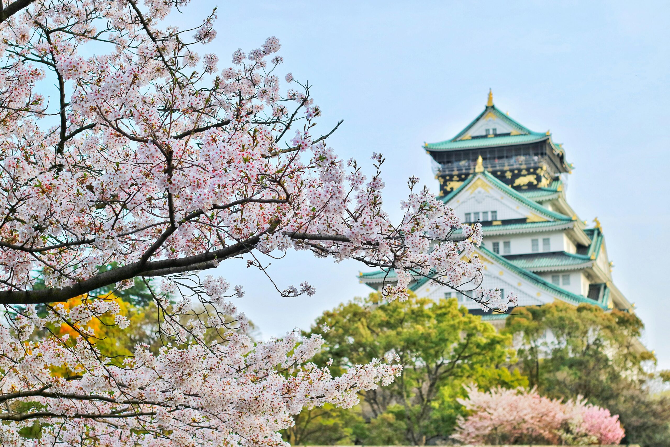 Beautiful cherry blossoms in Osaka Japan being visited by digital nomads