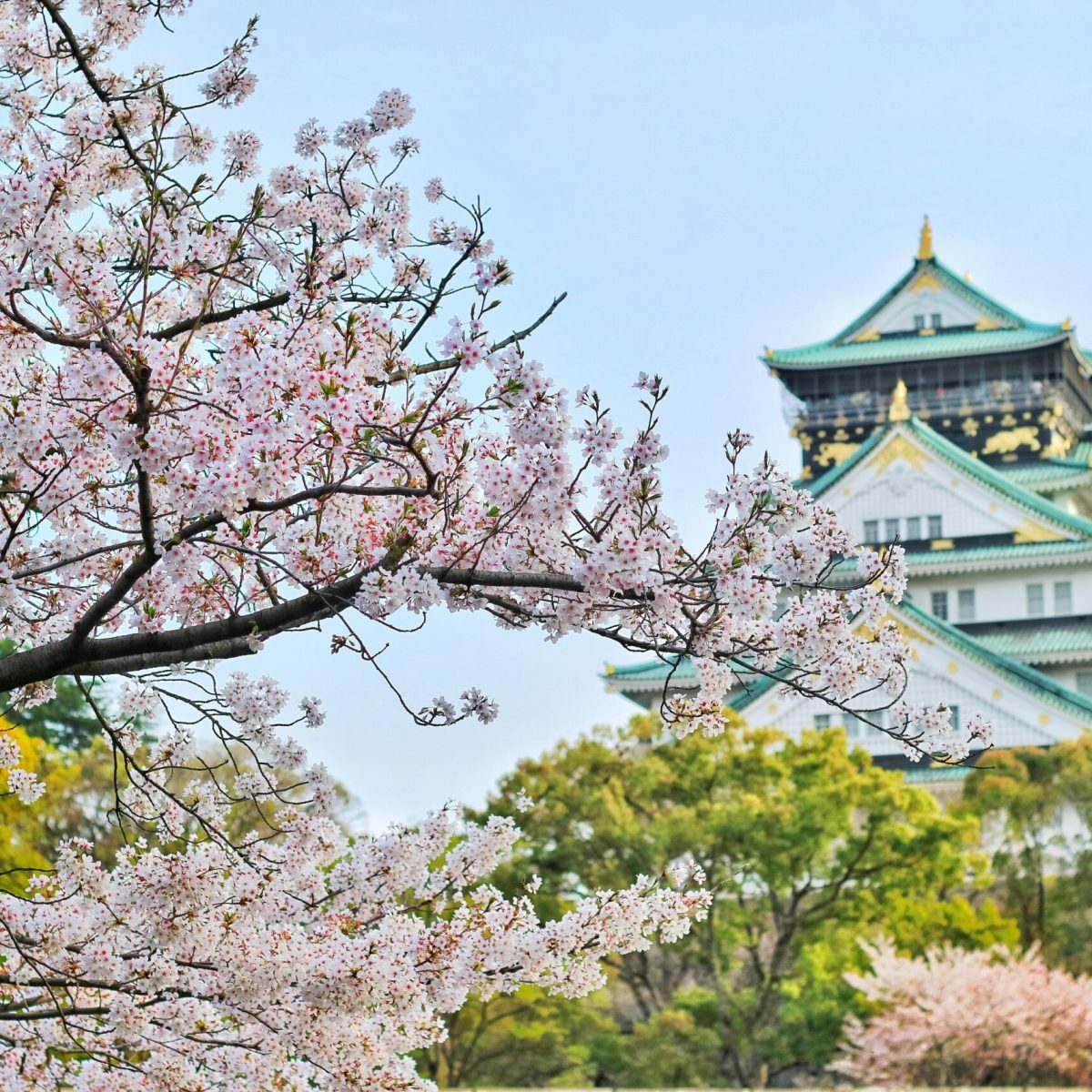 Beautiful cherry blossoms in Osaka Japan being visited by digital nomads